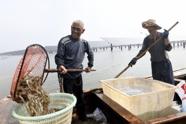 山东沾化：“渔光一体”绿色养殖 盐田虾市场畅销