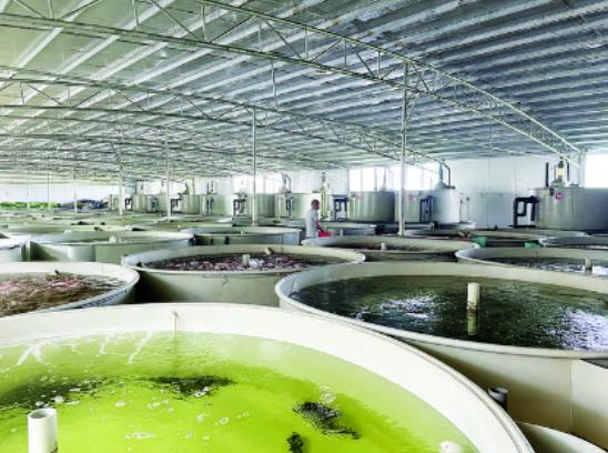 人工配制“海水”养殖海鱼，这里循环水养殖系统获多项国家专利！