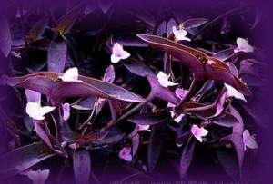 紫鸭跖草养殖方法(紫叶鸭跖草的繁殖与养护)