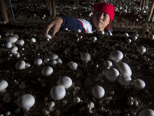 冬季闲田栽蘑菇，每亩可得上万元，家里有闲田的农民不要错过