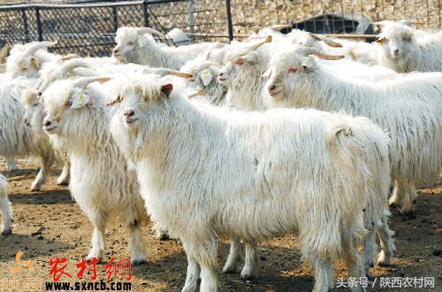 养殖户如何做好晋岚绒山羊的饲养计划？