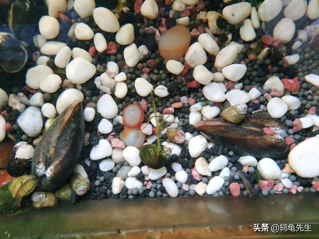 河蚌是天然水质过滤器，详解鱼缸中河蚌容易死亡的原因与解决对策