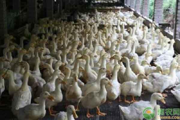 肉鸭如何进行大棚养殖？肉鸭生长温度有哪些条件？