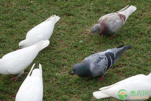 鸽子大棚养殖有哪些技巧？鸽子选种育种需注意什么？