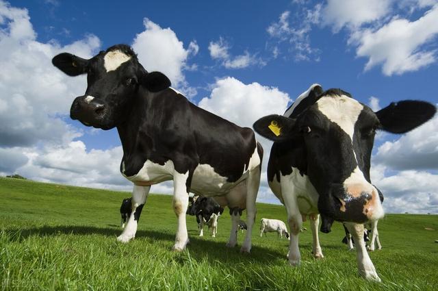 奶牛常见疾病防治要点，注意这几点，养殖少走一些弯路