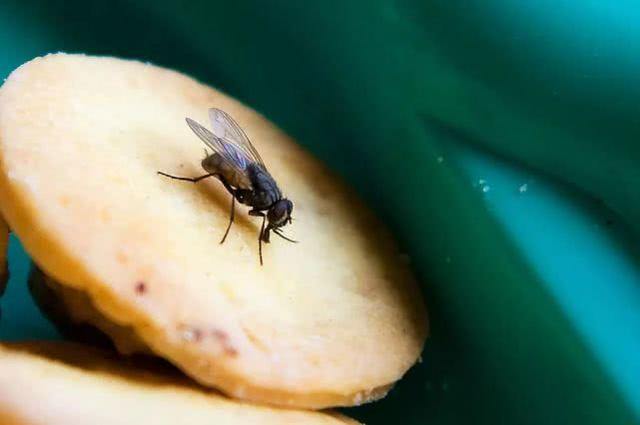 苍蝇在地球上到底有什么用？如果被人为灭绝会有什么严重后果吗？
