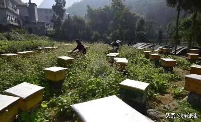 养殖1000箱蜜蜂，前景如何？养蜂人给你分析