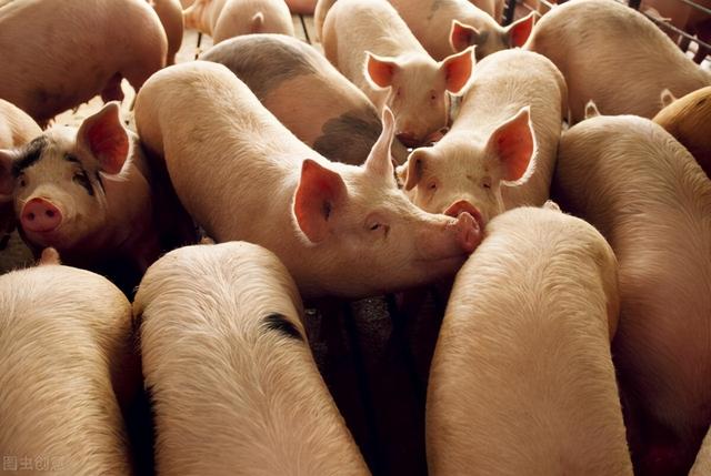 益生菌在养猪生产中的妙用，用对了猪场收益提高百分之50
