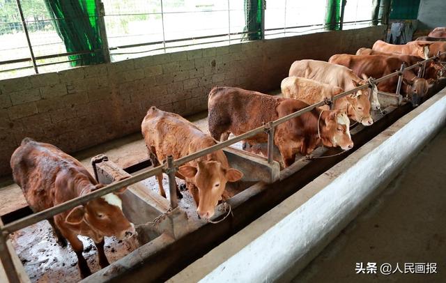 “家中养殖一头牛，脱贫致富不用愁”肉牛养殖已成丰都的支柱产业