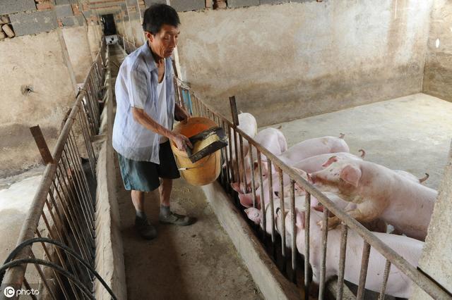 肥猪饲养管理措施：做好了这5个方面，饲料利用率高猪长得快