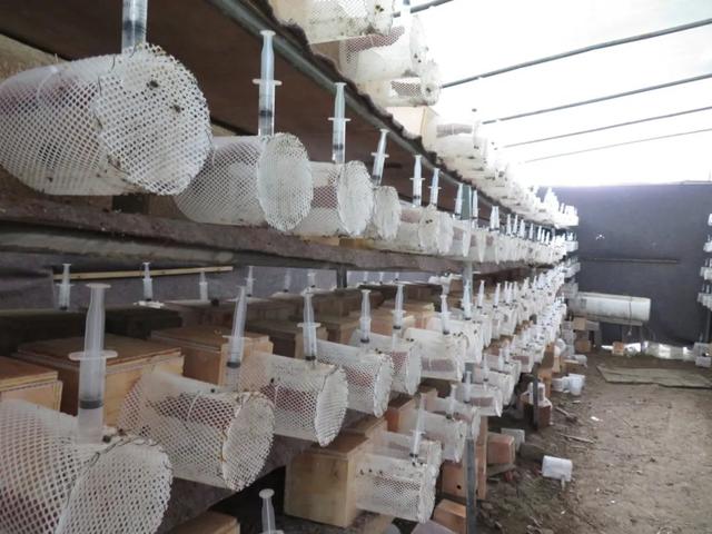 元阳：牛角寨镇胡蜂养殖助增收