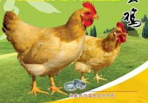 广西家禽养殖公司(年产值超30亿元他开创中草药养鸡先河，将养鸡业做到极致~)