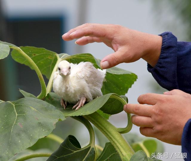 农民创业养殖300多只孔雀，养殖蓝孔雀常开屏，一只孔雀能卖千元