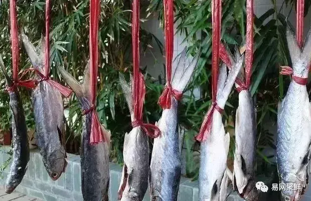 在中国“排名第一”的午鱼，是什么鱼？