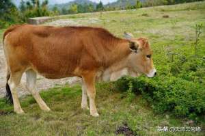 牛的养殖周期(黄牛养殖周期有多长？夏天饲养黄牛应注意什么？)