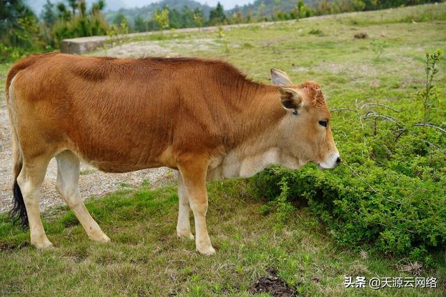 黄牛养殖周期有多长？夏天饲养黄牛应注意什么？