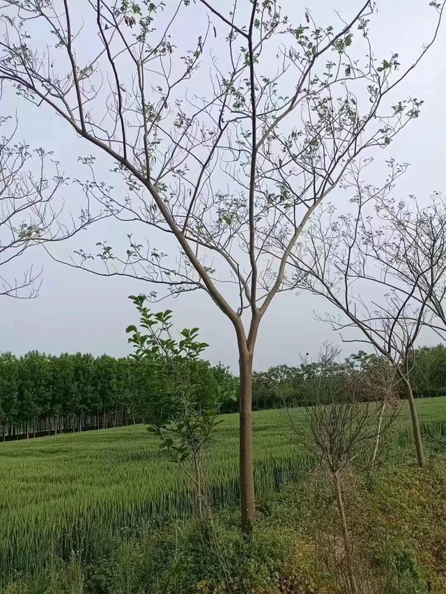 合欢树怎么养殖