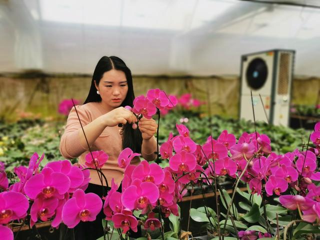 平顶山85后女子济源创业 高科技打造蝴蝶兰种植基地销往全国