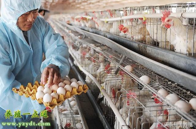 蛋鸡各阶段的饲养管理，阶段化科学管理才能增收增效