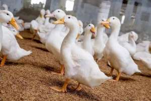 蛋鸭养殖前景(蛋鸭产蛋高峰期一般是多久？蛋鸭在产蛋高峰期如何饲养？)