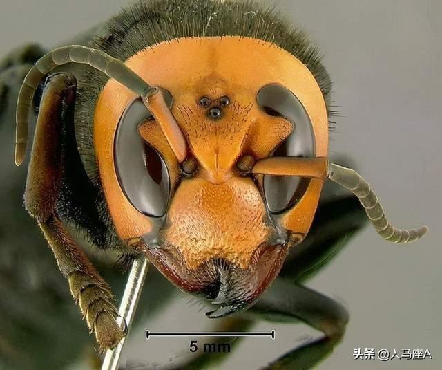 亚洲杀人大黄蜂入侵美国，长度近5cm毒性强，蜂蛹却可油炸可清蒸