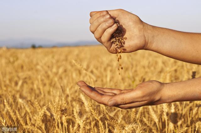 这套从实践中总结出来的小麦高产栽培技术，值得你收藏