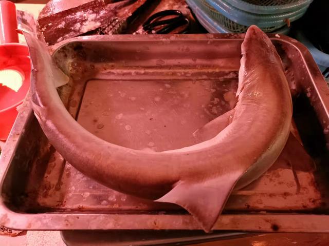 鲨鱼做菜褪沙很重要，跟着湛江人这样做，好吃得汤汁都不剩