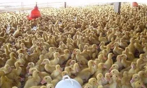 “公司+基地+农户”模式合作养殖肉鸭 贫困户变身养殖大户