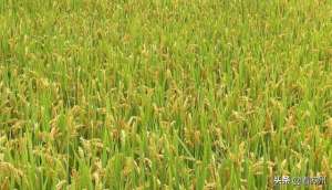 水稻田养殖水蛭(水稻田里养这个 一亩多收10万元)