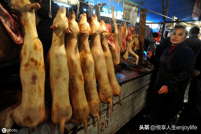 为何广西玉林对吃狗肉情有独钟，还办了玉林狗肉节？
