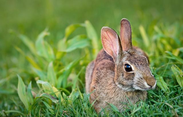 养兔技术｜兔饲养管理的基本要求