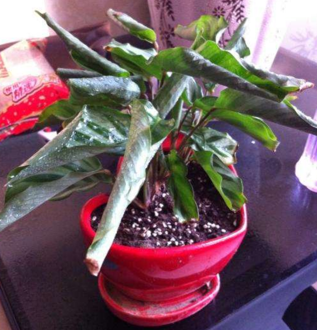 冬季养殖竹芋类植物，这两点一定做到位，不然叶片卷成“烫发头”