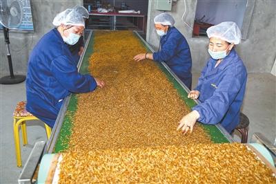 汾西黄粉虫项目签约两千万元意向贸易单