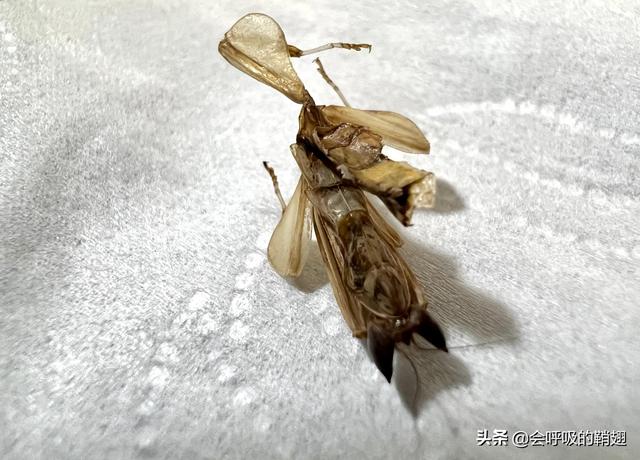昆虫饲养笔记：4个月喂养10只兰花螳螂，我们经历了什么？