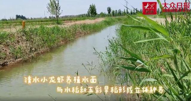 视频｜虾苗下了百亩塘，地里飘着稻花香~黄河岸边这个村稻虾立体种养有特色