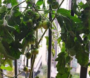 西红柿的养殖(小番茄