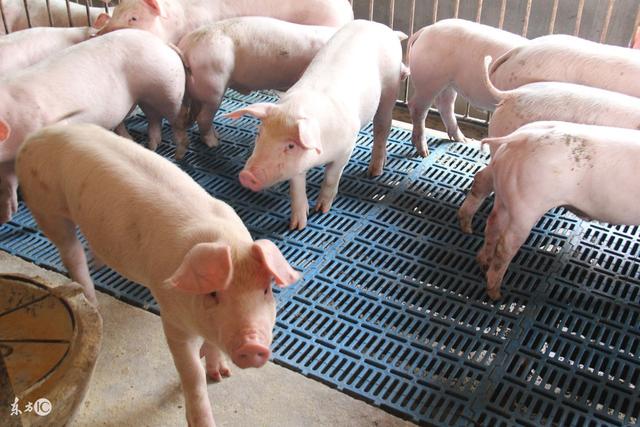 2017年养猪业回顾：环保压力下，机遇与挑战并存