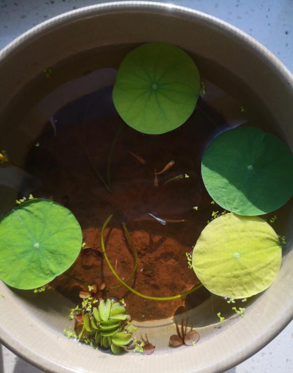 茶碗里的小荷花这样种，长了浮叶长立叶，夏天花一大盆