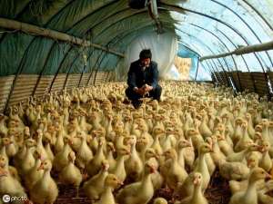 鸡鸭标准化养殖大棚(大棚养鸭如何养？)