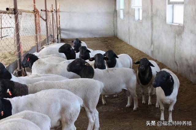 杜泊绵羊羊羔多少钱一只，杜泊羊几个月才能交配繁殖如何改良品种