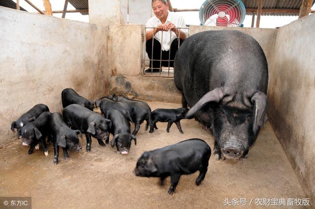 贵州1500万扶持从江香猪规模化养殖