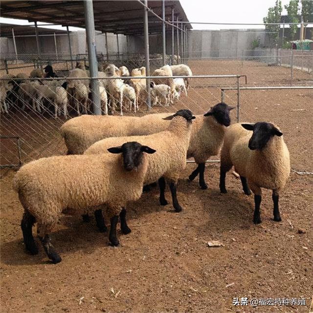 杜泊绵羊和萨福克羊生长和喂养环境的区别 切记选择适合当地品种