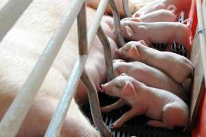 种猪养殖成本(只养母猪，卖猪仔，每头猪仔成本多少？每头母猪每年利润多少？)