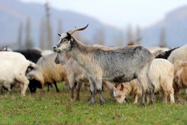 山羊的3大养殖方法，你知道几种？