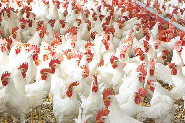 美国每年3亿只小鸡，开局先验性别、然后排队被粉碎，做成猫粮