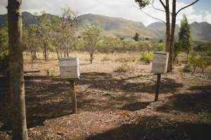 养蜂蜜蜂养殖技术(蜜蜂科学养殖技术，做好这3方面，养好蜜蜂指日可待)