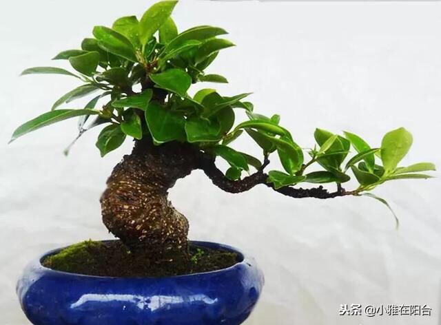 家里养盆栽榕树，用一个小技巧，新叶蹭蹭长，枝叶翠绿长爆盆