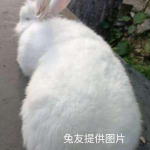长毛兔养殖效益(长毛