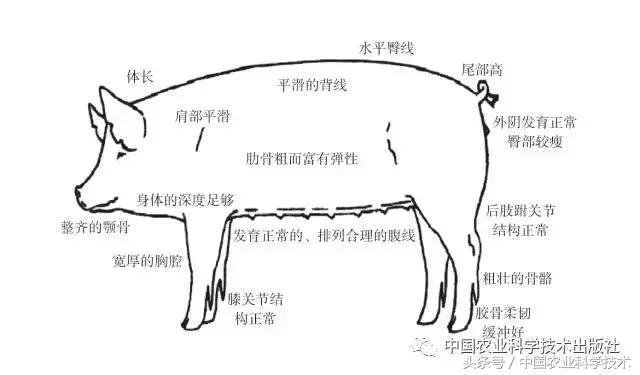 谢实勇｜画说生猪健康养殖实用技术，养猪户的必备宝典！