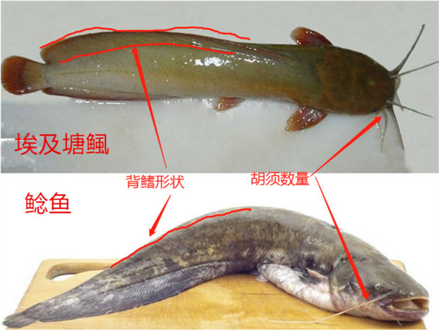 广西小区化粪池中发现鲶鱼，粪便作饲料，如此养的鲶鱼能吃吗？